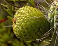 Fruit