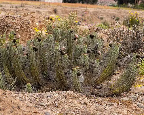 Habitat in Tatara, Freirina, Chile