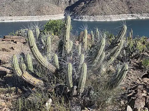 Habitat in Camarones, Vallenar, Chile