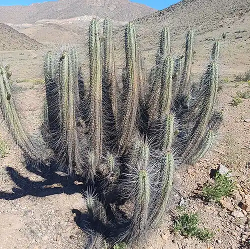 Plant growing in Ventanas, Vallenar, Chile