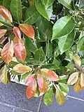Foliage