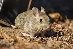 Brown mouse