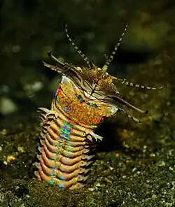 The iridescent skin of the bristleworm Eunice aphroditois