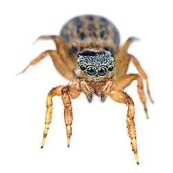 female