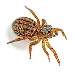 female E. frontalis