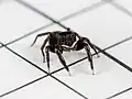 male