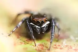 male