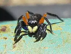 male E. monadnock