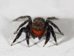 E. rufibarbis
