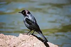 The iridescent purple head of the male is a distinguishing feature.