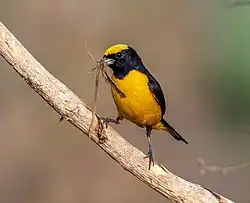 Small bird with a black throat and a yellow belly and crown, perched on a branch