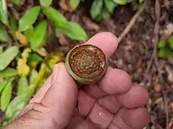 Fruit