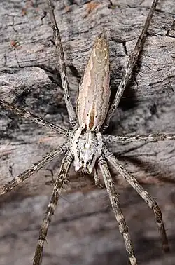female