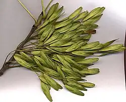 Winged fruits (samaras) of F. excelsior