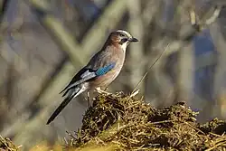 Eurasian jay, Aosta Valley