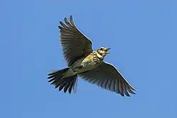 Eurasian skylark, Karst Plateau