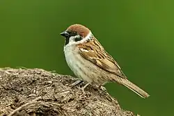 Eurasian tree sparrow, La Salle, Aosta Valley