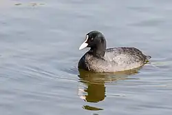 Eurasian_coot_(Fulica_atra)_05