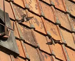 Eurasian crag martin, Florence Cathedral