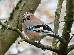 Eurasian jay (Garrulus glandarius)
