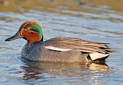 Eurasian teal drake (male)