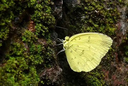 Ventral view