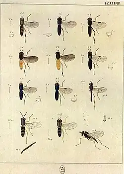 Plate 168 (False soldier flies)
