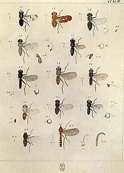 Plate 258 (Schizophora, etc)