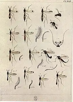 Plate 167 (Craneflies)