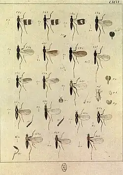 Plate 196 (Hybotid flies)