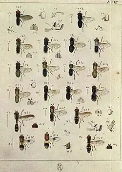 Plate 77 (Hoverflies)