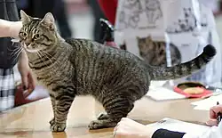 Black mackerel tabby