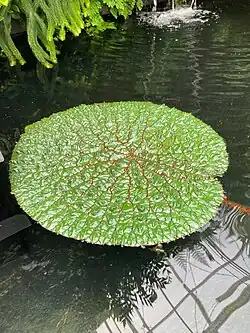 Euryale ferox at UC Berkeley Botancial Garden.