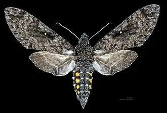 Female