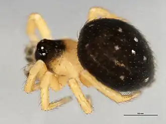 male E. argentea