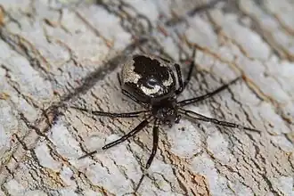 female E. splendens