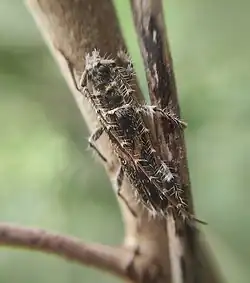 An insect sitting on top of a branch