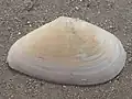 Eurytellina alternata
