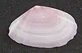 Eurytellina inaequistriata