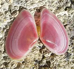 Eurytellina simulans