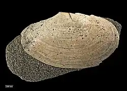 Eurytellina solitaria
