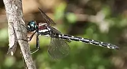 Female in profile