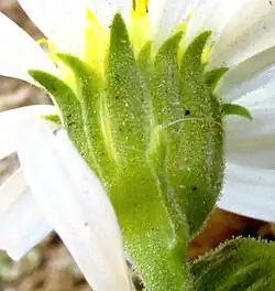 Eutetras pringlei, one series of involucral bracts below the flowering head