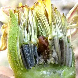 Eutetras pringlei, dissected head showing black cypselae with pappuses of bristles and low crowns