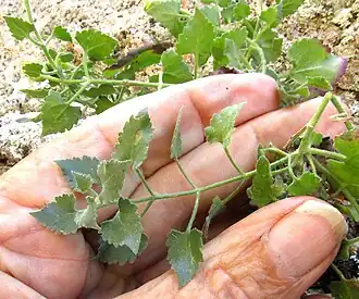 Eutetras pringlei, triangular leaves with long petioles