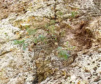 Eutetras pringlei, in habitat on near-vertical wall of volcanic rock