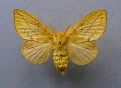 Female