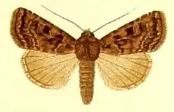 Illustration of the moth showing patterned brown upper wings and cream coloured lower wings