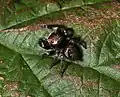 male
