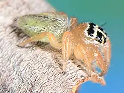 female E. alba